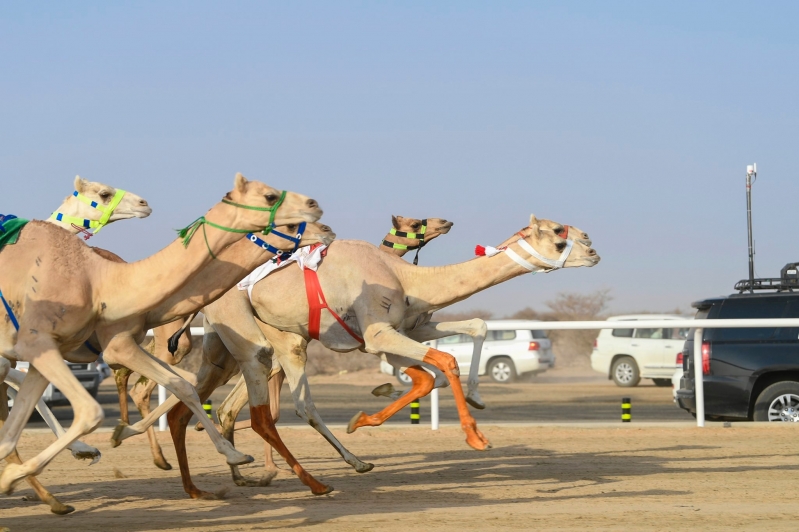 مهرجان ولي العهد للهجن