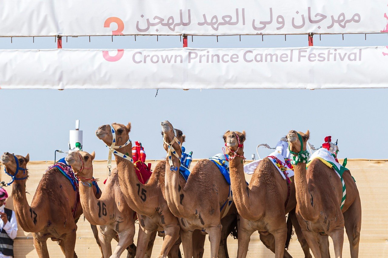 نتائج مهرجان ولي العهد للهجن بالأشواط الصباحية