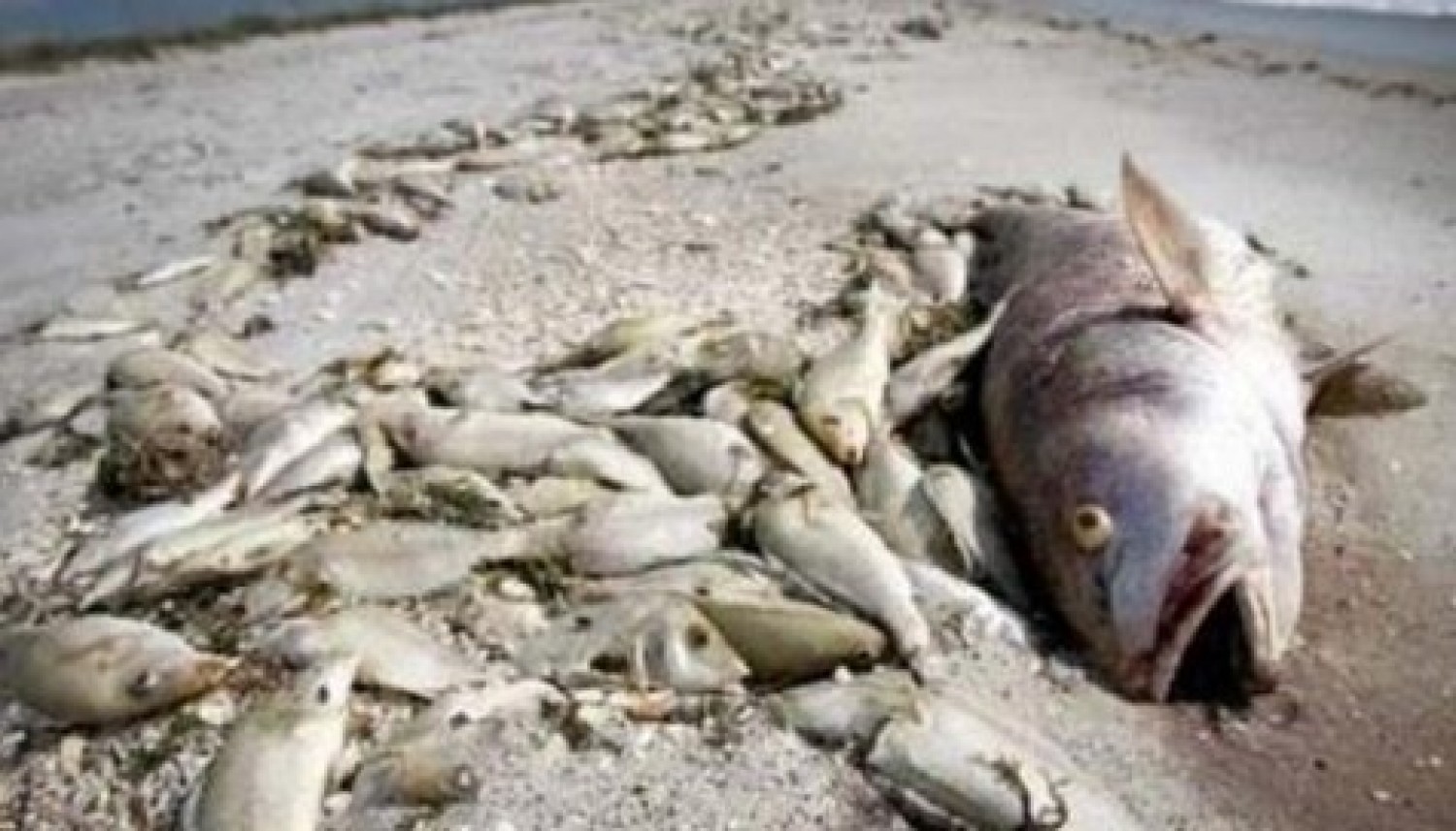 توضيح من هيئة البيئة في الكويت حول نفوق الأسماك