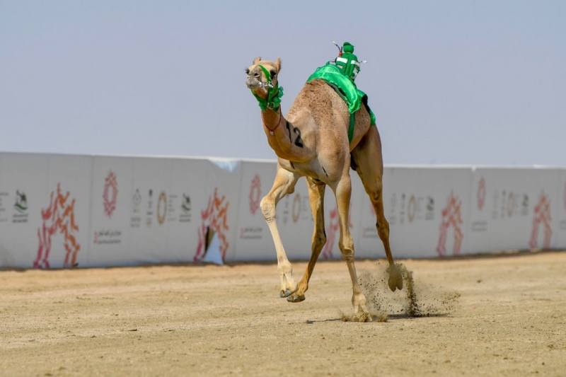 مهرجان ولي العهد لـ الهجن