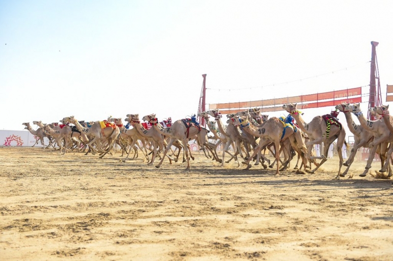 مهرجان ولي العهد لـ الهجن