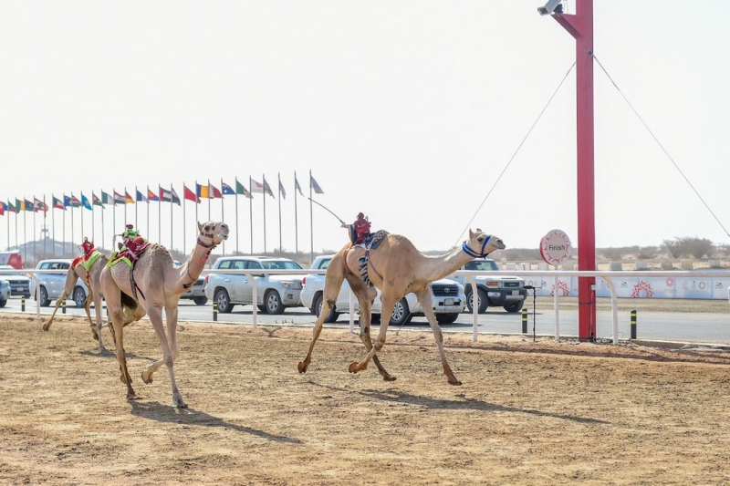 مهرجان ولي العهد لـ الهجن