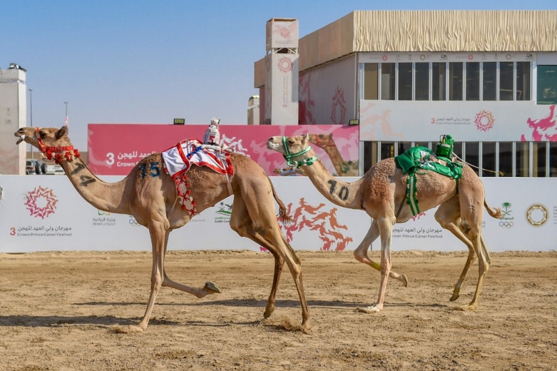 مهرجان ولي العهد لـ الهجن