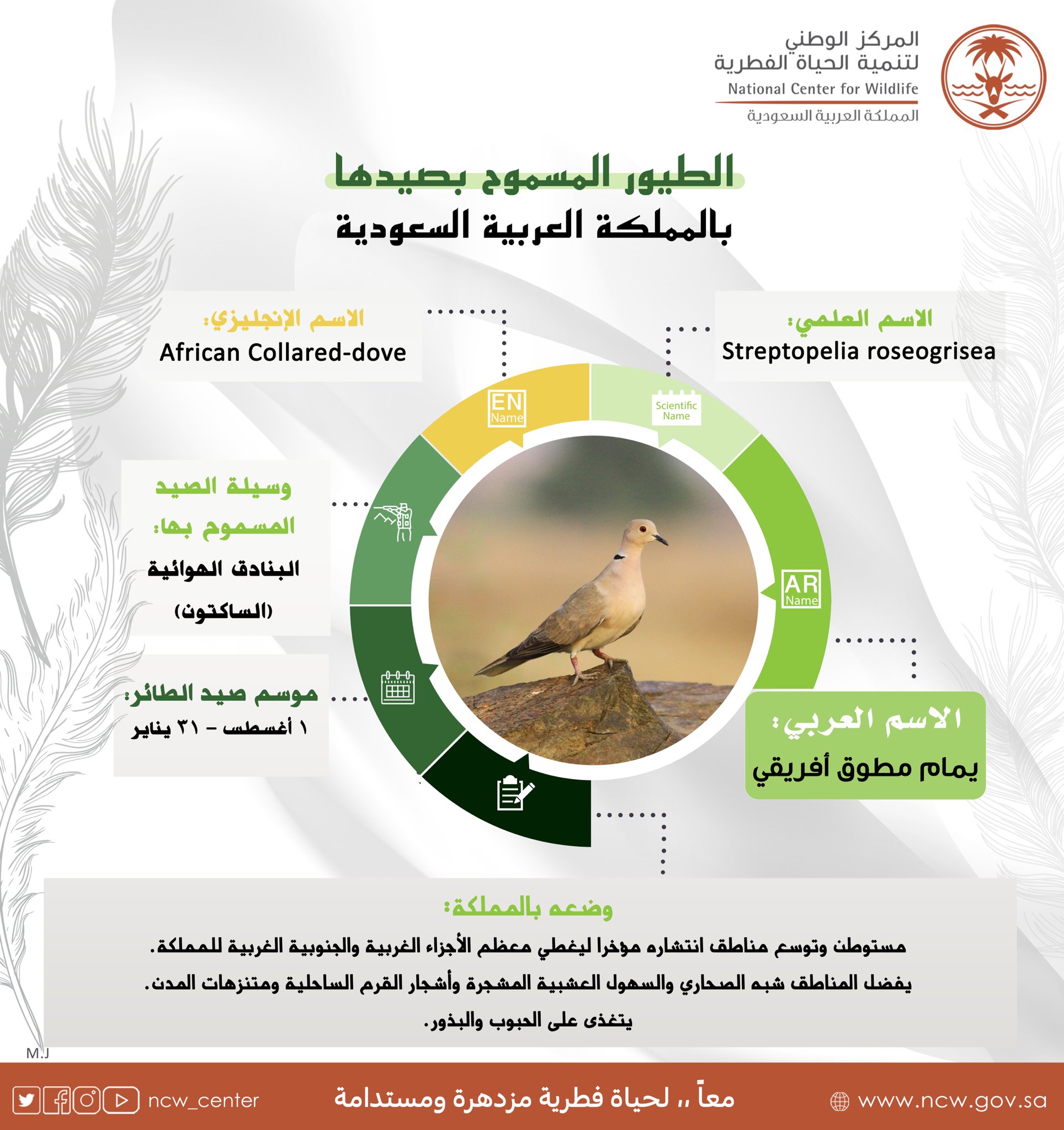 هذه الطيور يمكن صيدها في السعودية والترخيص عبر منصة فطري