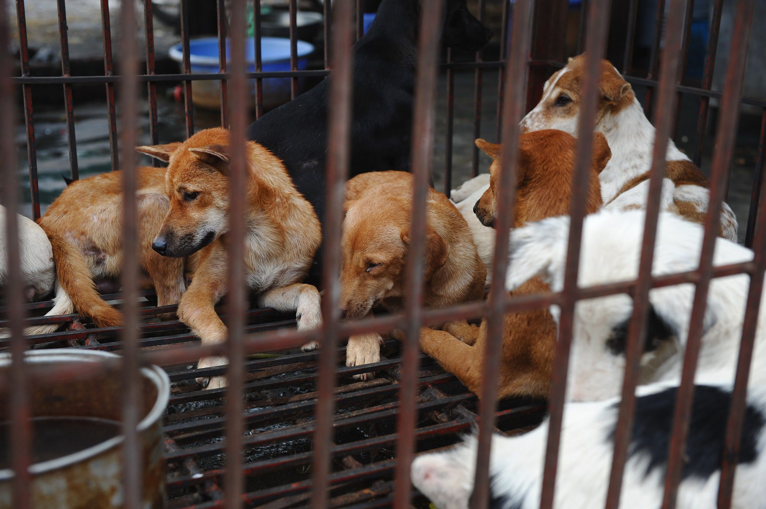 لحوم الكلاب مهددة بالاختفاء من موائد كوريا الجنوبية !