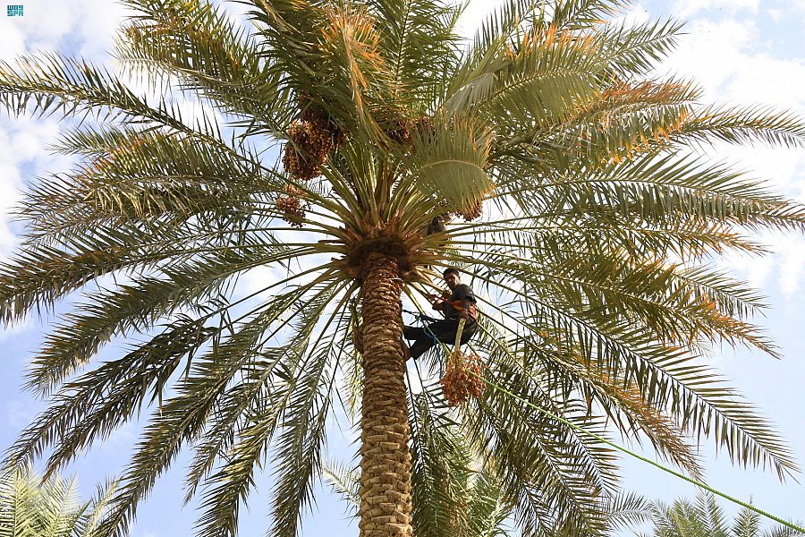بدء موسم جني صرام التمور في واحة الأحساء مع طلوع نجم سهيل