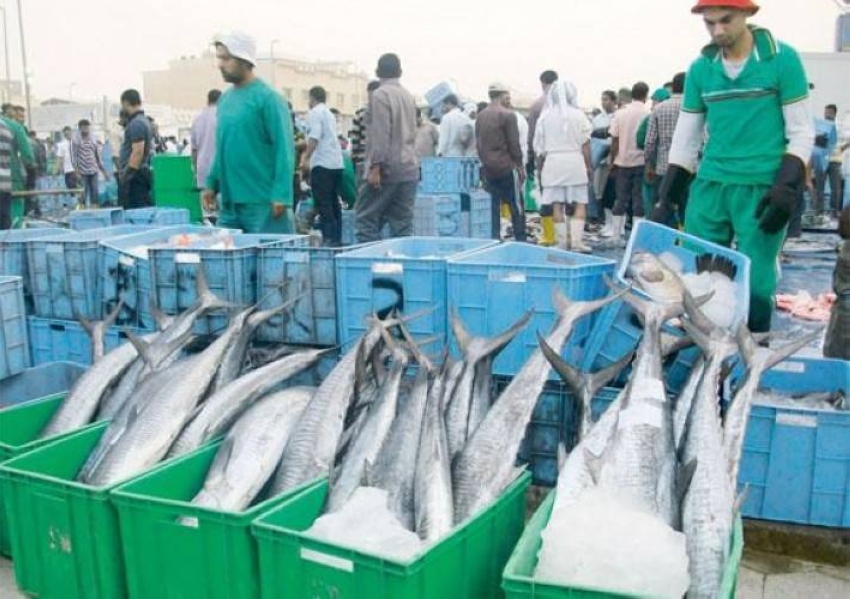 السماح بصيد أسماك الكعند على ساحل الخليج العربي