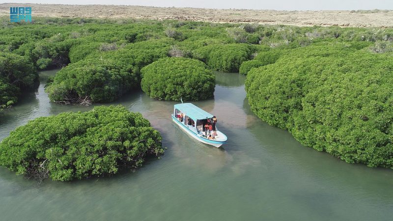 المانجروف