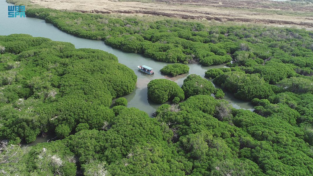 فعالية تبحث الحلول الفعالة لحفظ غابات المانجروف بالمملكة