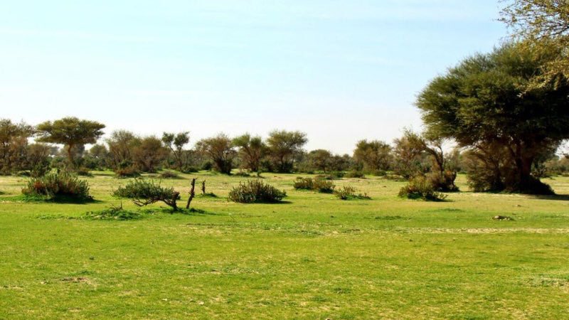 محمية الإمام تركي تزرع 3 آلاف شجرة بفياض لينة جنوب رفحاء