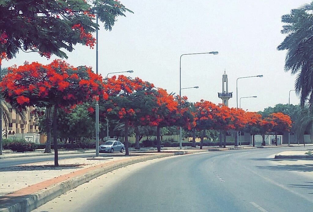 مهتم بالزراعة: شجرة البونسيانا لا تصلح زراعتها في حفر الباطن.. وفروا مالكم