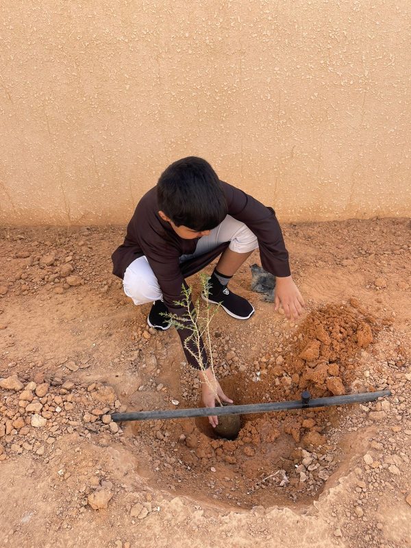 زراعة عدد من الأشجار في مدرسة عمرو بن العاص برفحاء - المواطن