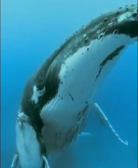 المسند ينشر مقطعًا مذهلاً لصوت الحيتان في أعماق البحر - المواطن