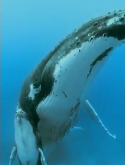 المسند ينشر مقطعًا مذهلاً لصوت الحيتان في أعماق البحر