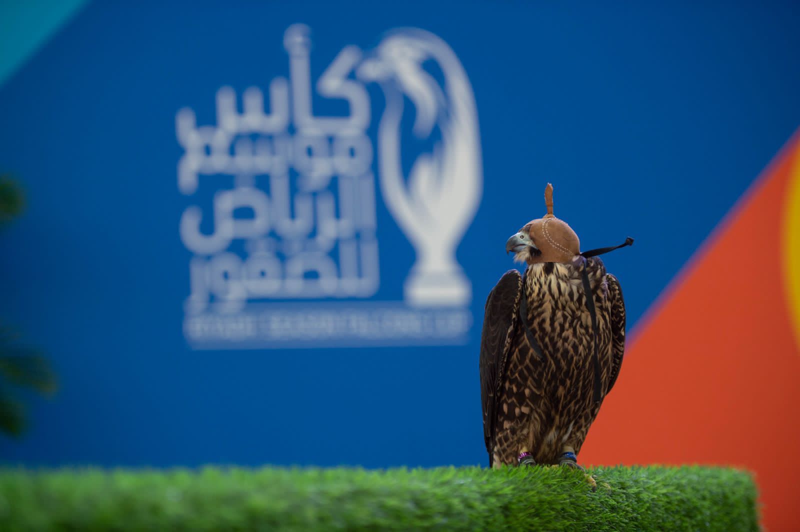 انطلاق كأس موسم الرياض للصقور بإقامة 4 أشواط لمسابقة الملواح