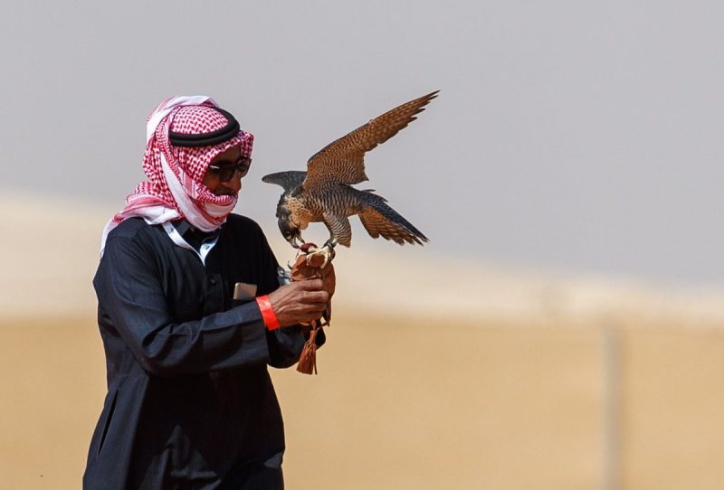 انطلاق كأس موسم الرياض للصقور بإقامة 4 أشواط لمسابقة الملواح - المواطن