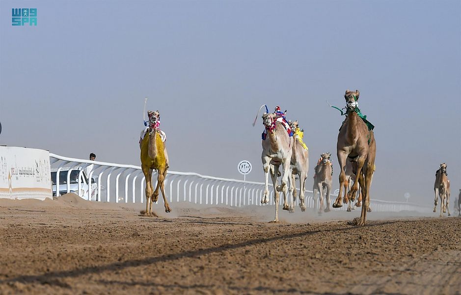 صورة نتائج اليوم في كأس اللجنة الأولمبية للهجن