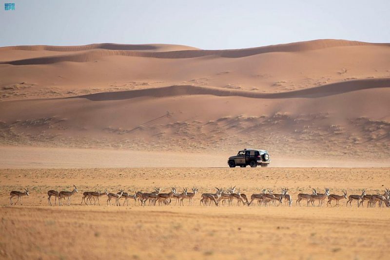 وزير الداخلية يتفقد محمية الملك عبدالعزيز الملكية ويطلق عدداً من ظباء الريم والمها العربي