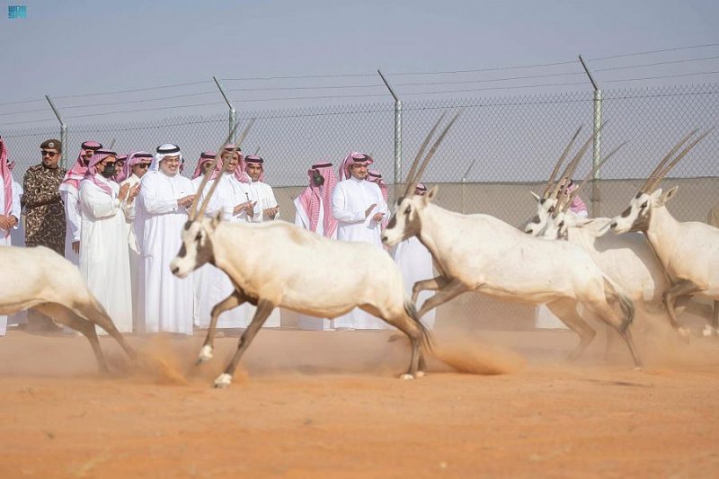 وزير الداخلية يتفقد محمية الملك عبدالعزيز الملكية ويطلق عدداً من ظباء الريم والمها العربي