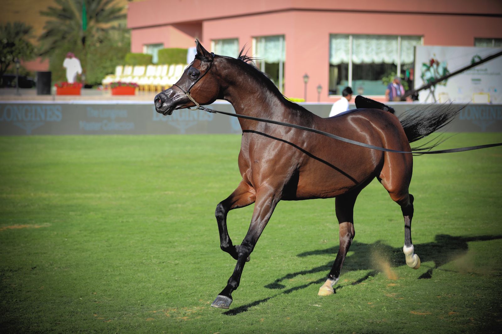 خيول الملك عبدالعزيز