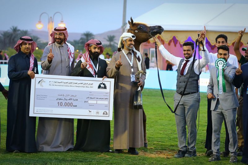 الفروسية - جمال الخيل العربية