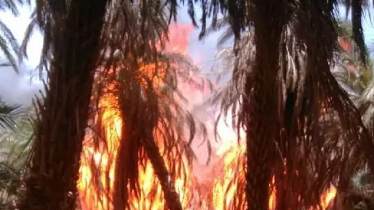 بالفيديو.. حريق يلتهم 1000 نخلة في السودان