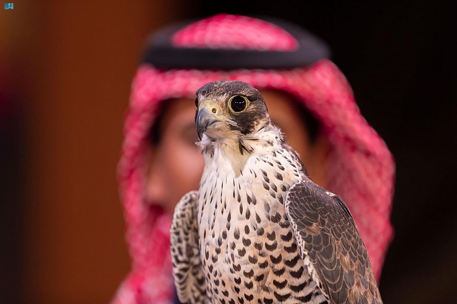 مهرجان الملك عبدالعزيز للصقور يختتم مسابقة المزاين بـ 3 فائزين