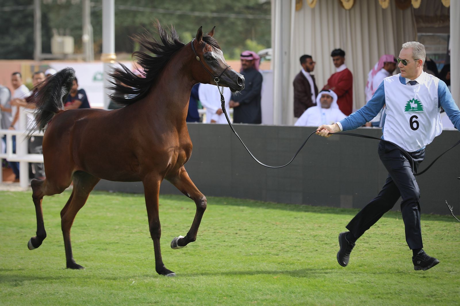تنافس قوي ومثير بـ العرض الدولي لجمال الخيل العربية