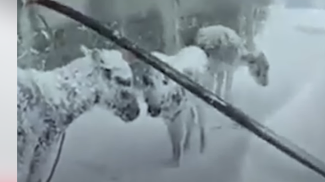 حيوانات تتجمد كالتماثيل وسط الثلوج في تركيا!