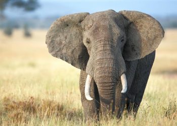 فيل يقتل سعودياً أمام أصدقائه الثلاثة في أوغندا - المواطن