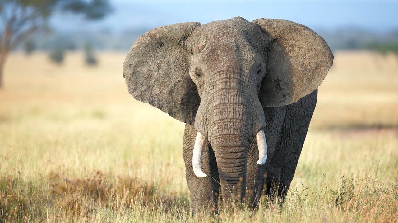 فيل يقتل سعودياً أمام أصدقائه الثلاثة في أوغندا