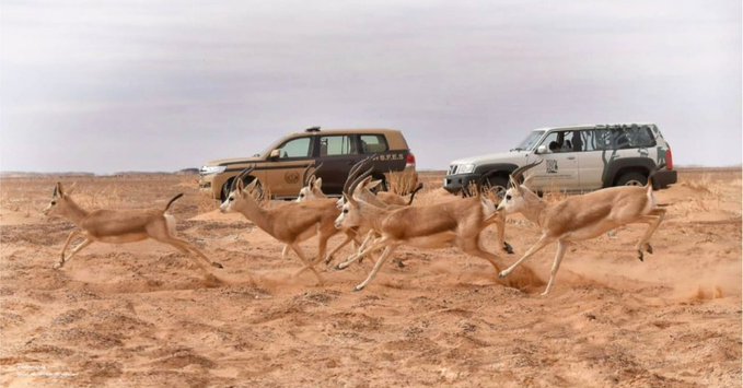 إطلاق 100 من الغزلان وعدد من الحبارى في محمية الملك سلمان