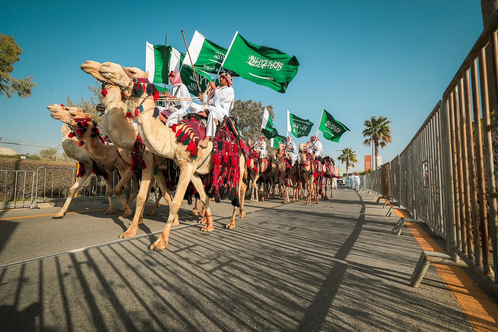 استعراض لأغلى 20 من إبل العالم في الشرقية