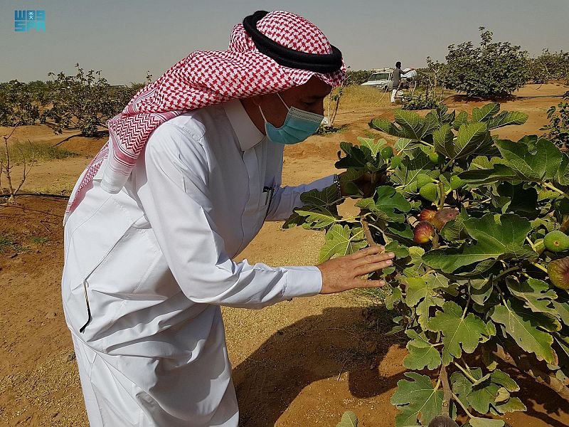 هكذا يتم جني التين في وادي الدواسر