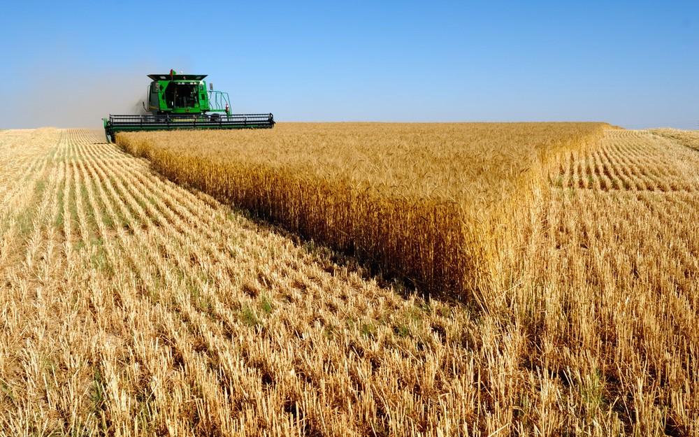 مصر تحذر من مرض خطير يضرب زراعة القمح