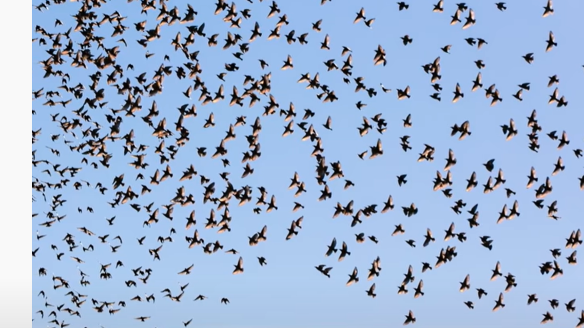 نفوق مئات الطيور خلال تحليقها فجأة في المكسيك!