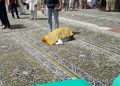 الهلال الأحمر ينفي وفاة مُصلٍّ في المسجد النبوي: حالة إغماء - المواطن