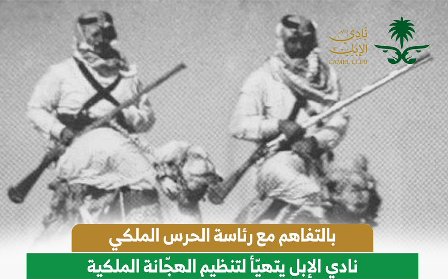 نادي الإبل يتهيأ لتنظيم الهجانة الملكية