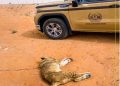 إصابة أسد في الرياض والأمن البيئي يباشر - المواطن