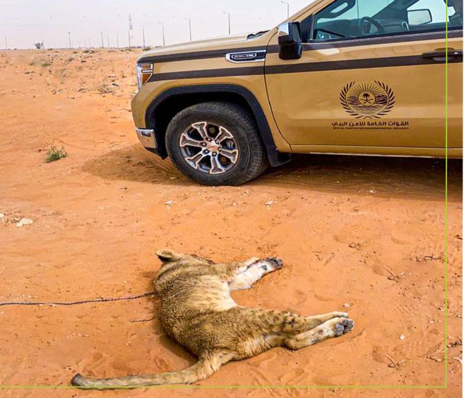 إصابة أسد في الرياض والأمن البيئي يباشر