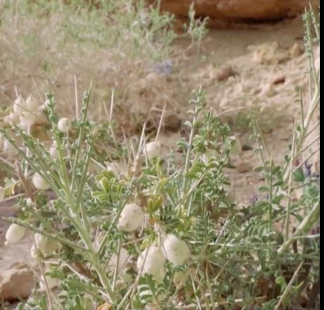 الزعاق يكشف معنى المثل دونه خرط القتاد
