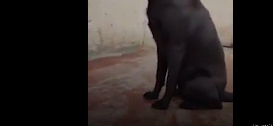 غضب في المغرب بسبب قاتلة القطة الرضيعة