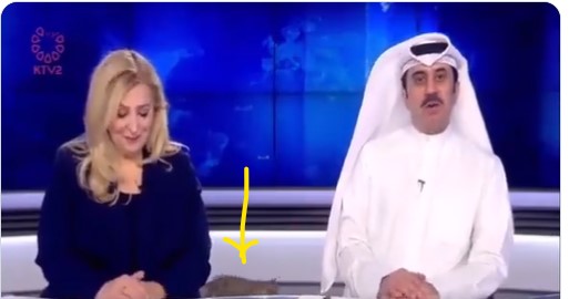 شاهد.. قط يتمشّى خلف مذيعي قناة الكويت الثانية