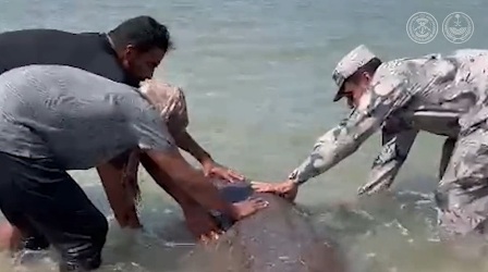 شاهد.. إنقاذ كائن بحري علِق في الشباك بأحد شواطئ تبوك - المواطن