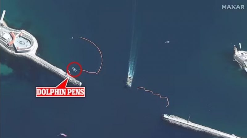 الدلافين العسكرية خطة روسيا لحماية نفوذها في البحر الأسود 