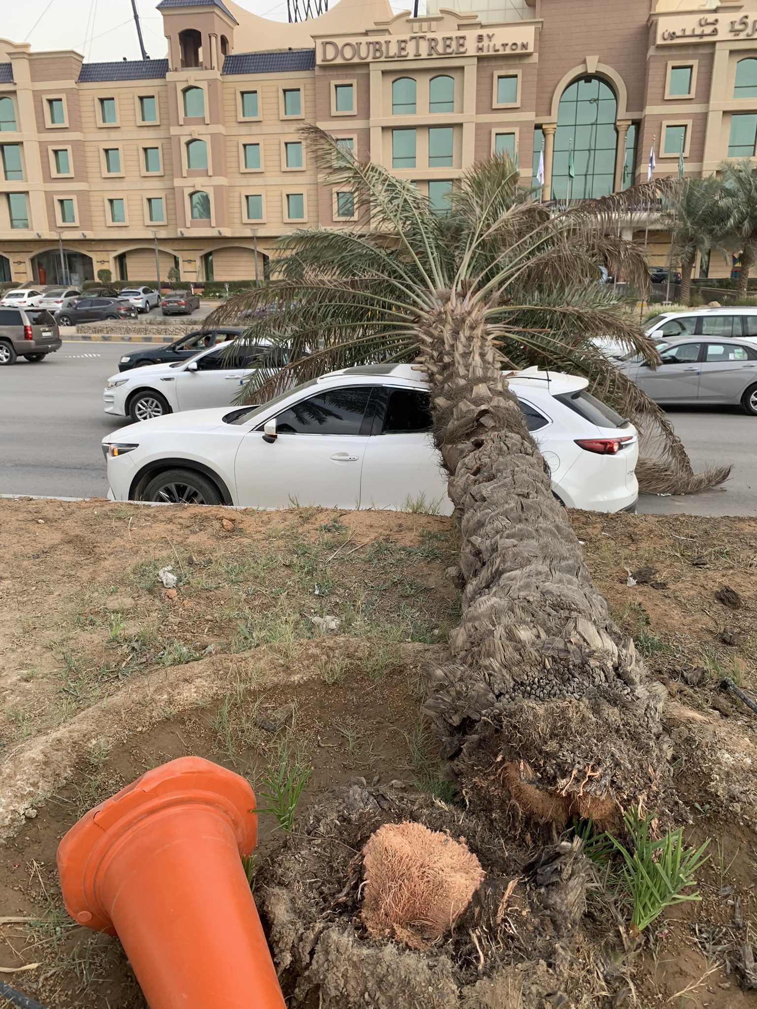 سقطت نخلة على سيارته في الرياض فتحمل نسبة خطأ 100%