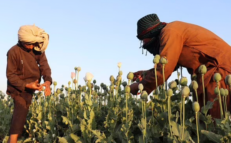 كيف سيتأثر اقتصاد أفغانستان بعد حظر زراعة الأفيون ؟
