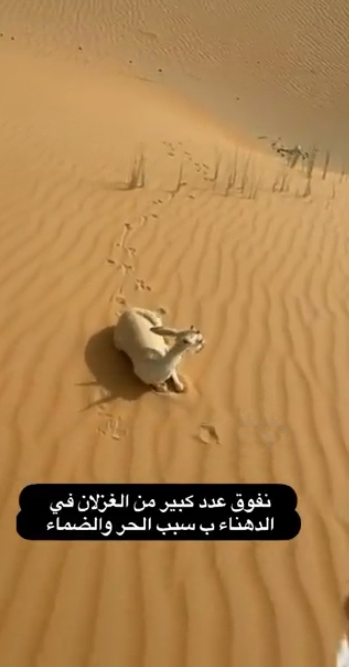 الحياة الفطرية: فيديو نفوق ظباء الدهناء يعود لمنطقة خارج السعودية