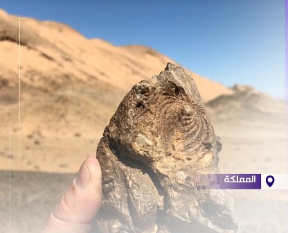اكتشاف بقايا زواحف بحرية تعود لـ 80 مليون سنة غرب السعودية
