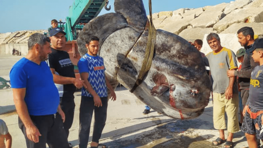 شاهد.. سمكة عملاقة وزنها نحو طن بـ 17 دولارًا فقط